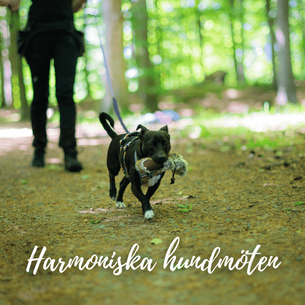 Harmoniska hundmöten