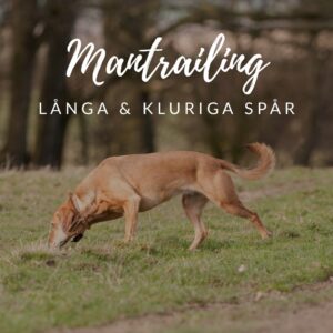 Mantrailing – långa och kluriga spår