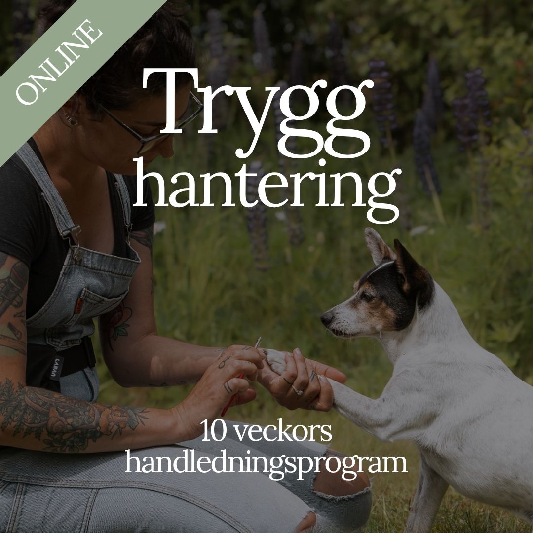 Trygg hantering – 10 veckors handledningsprogram